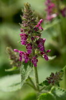 Epiaire des bois (Stachys sylvatica)