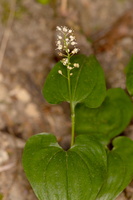 Maïanthème à deux feuilles (Maianthemum bifolium)
