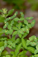 Euphorbe douce (Euphorbia dulcis)