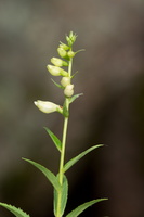 Galane glabre (Chelone glabra)