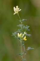 Luzerne sauvage (Medicago falcata)