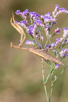 Mante religieuse (Mantis religiosa) 5