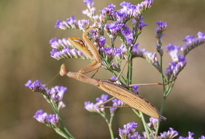 Mante religieuse (Mantis religiosa) 4