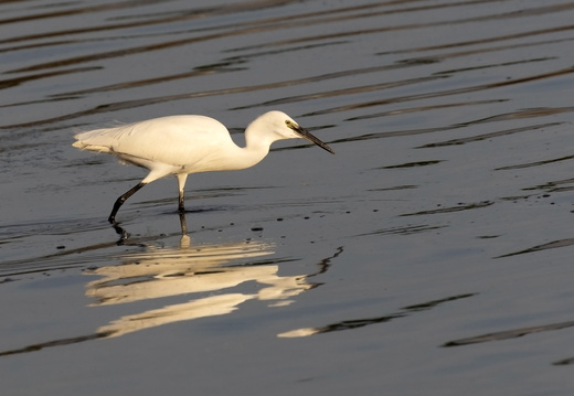 Oiseaux divers