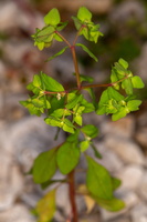 Euphorbe épurge (Euphorbia lathyris)