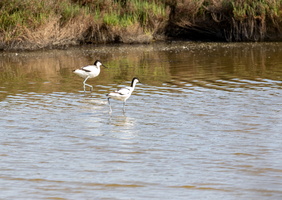 Avocette élégante (Recurvirostra avosetta) 1