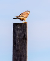 Faucon crécerelle (Falco tinnunculus)