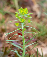 Euphorbe des moissons (Euphorbia segetalis)