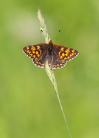 Lucine (Hamearis lucina) 1