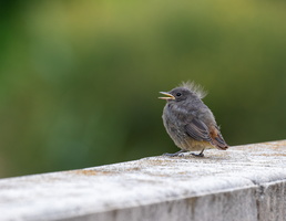 Jeune Queue rousse (Phoenicurus ochruros) 1