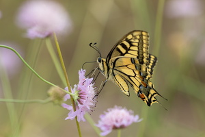 Machaon (Papilio machaon) - photo 5