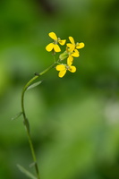 Erysimum Capitatum