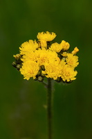 Epervière cymeuse (Pilosella cymosa)