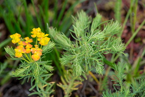 Euphorbe petit-cyprès (Euphorbia cyparissias) 1