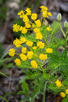 Euphorbe petit-cyprès (Euphorbia cyparissias) 2