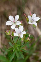 Géranium herbe à Richardson (Geranium richardsonii) 1