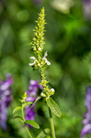Epiaire droite (Stachys recta) 1