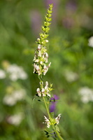 Epiaire droite (Stachys recta) 2