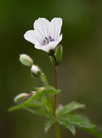 Géranium herbe à Richardson (Geranium richardsonii) 2