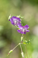 Géranium livide (Geranium phaeum)