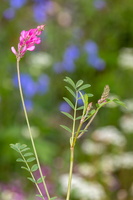 Esparcette à feuilles de vesce (Onobrychis viciifolia) 2