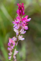 Esparcette à feuilles de vesce (Onobrychis viciifolia) 3