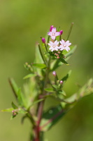 Epilobium alsinifolium