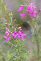 Epilobium dodonae 1