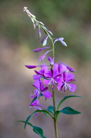 Epilobium chamerion