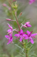 Epilobium dodonae 2