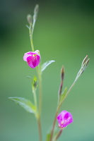 Epilobium hirsutum 1