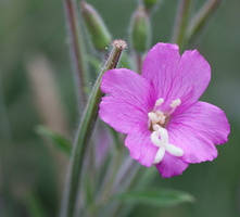 Epilobium hirsutum 4