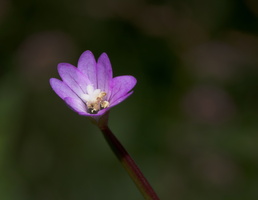Epilobium palustre
