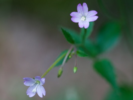 Epilobium montanum