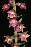 Epipactis atrorubens 2