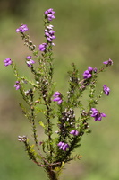 Erica cinerea