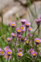 Erigeron uniflorus 1