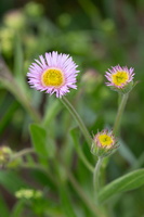 Erigeron alpinus