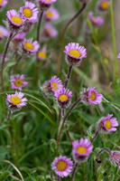 Erigeron uniflorus 2
