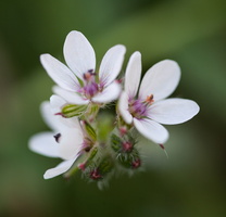 Erodium cicutarium 1