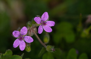 Erodium laciniatum 1