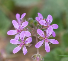 Erodium laciniatum 2