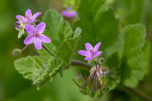 Erodium malacoides 3