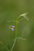 Ervum gracile