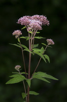 Eupatorium cannabinum 1