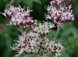 Eupatorium cannabinum 3