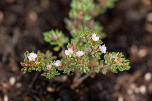 Frankenia pulverulenta