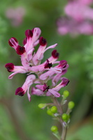 Fumaria officinalis 2