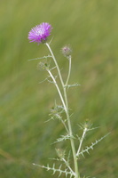 Galactites tomentosus 1