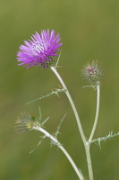 Galactites tomentosus 2